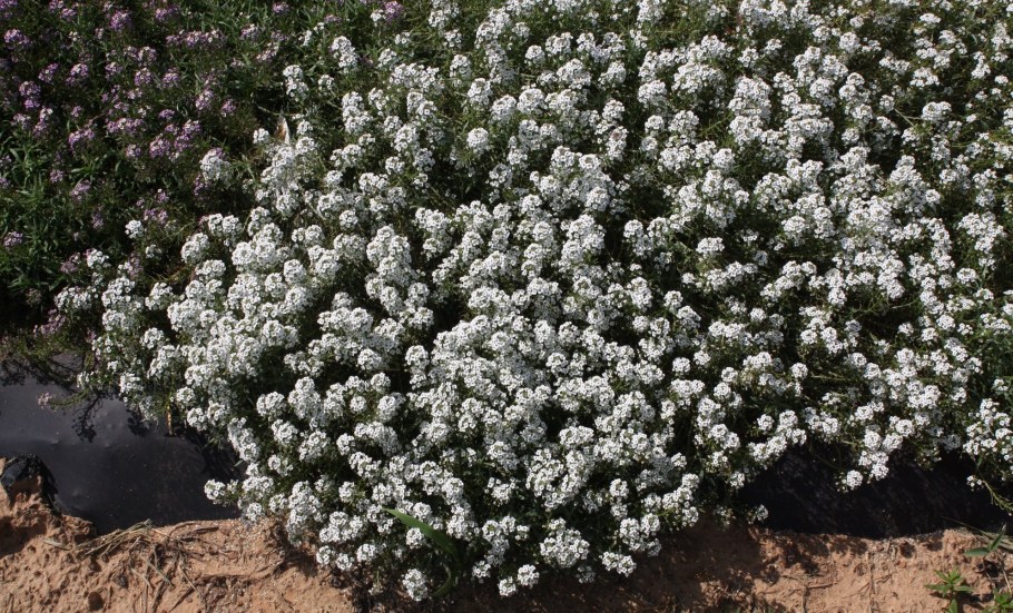 Алиссум Stream White