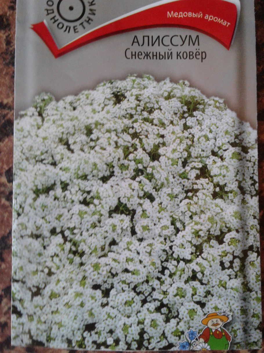 Алиссум снежный