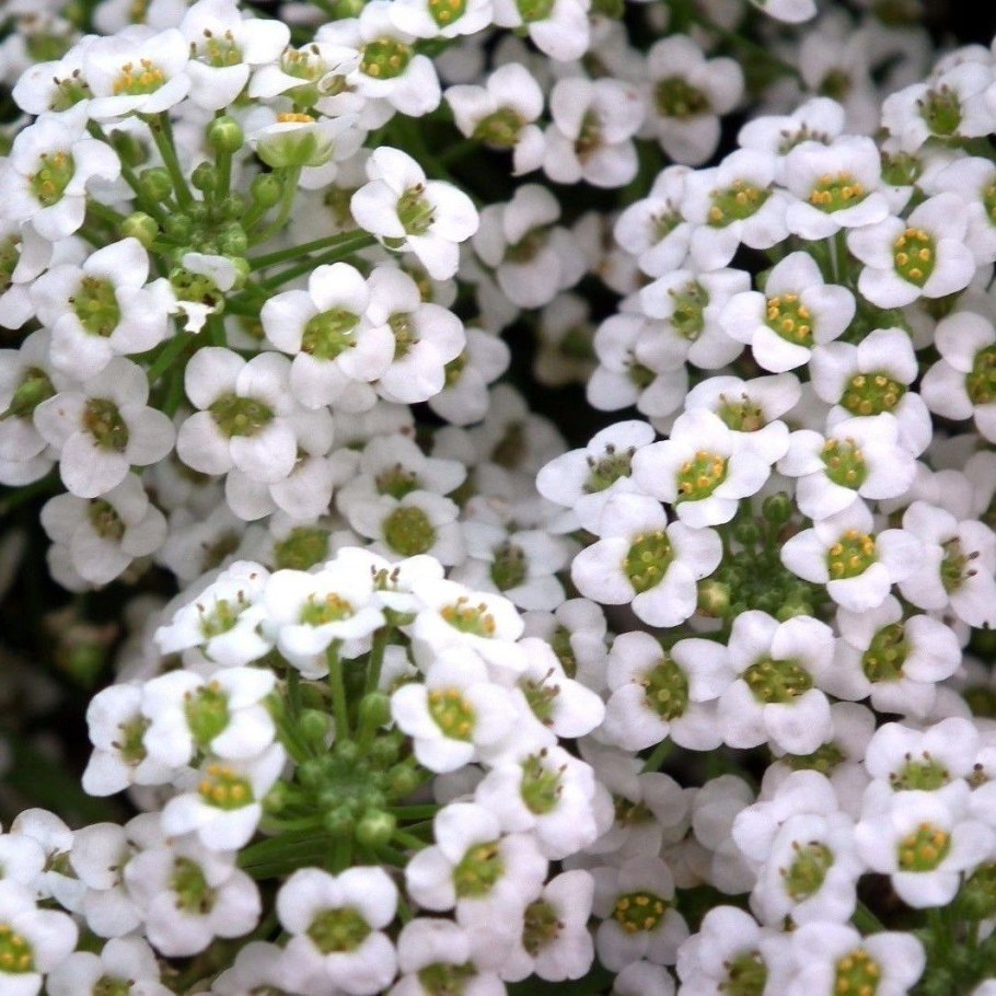 Алиссум Вайт