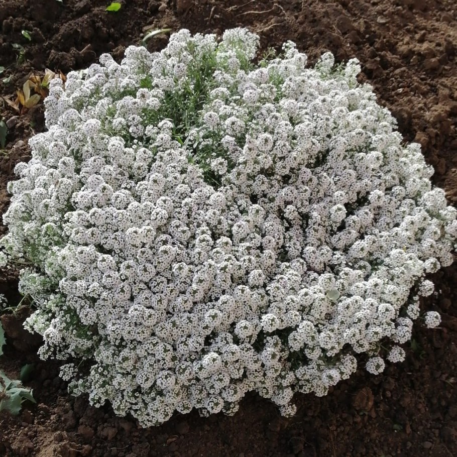 Алиссум горный снег