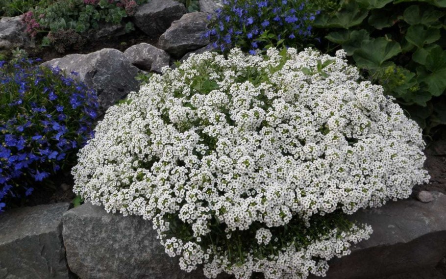 Алиса цветы