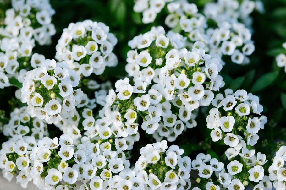 Медовая травка алиссум