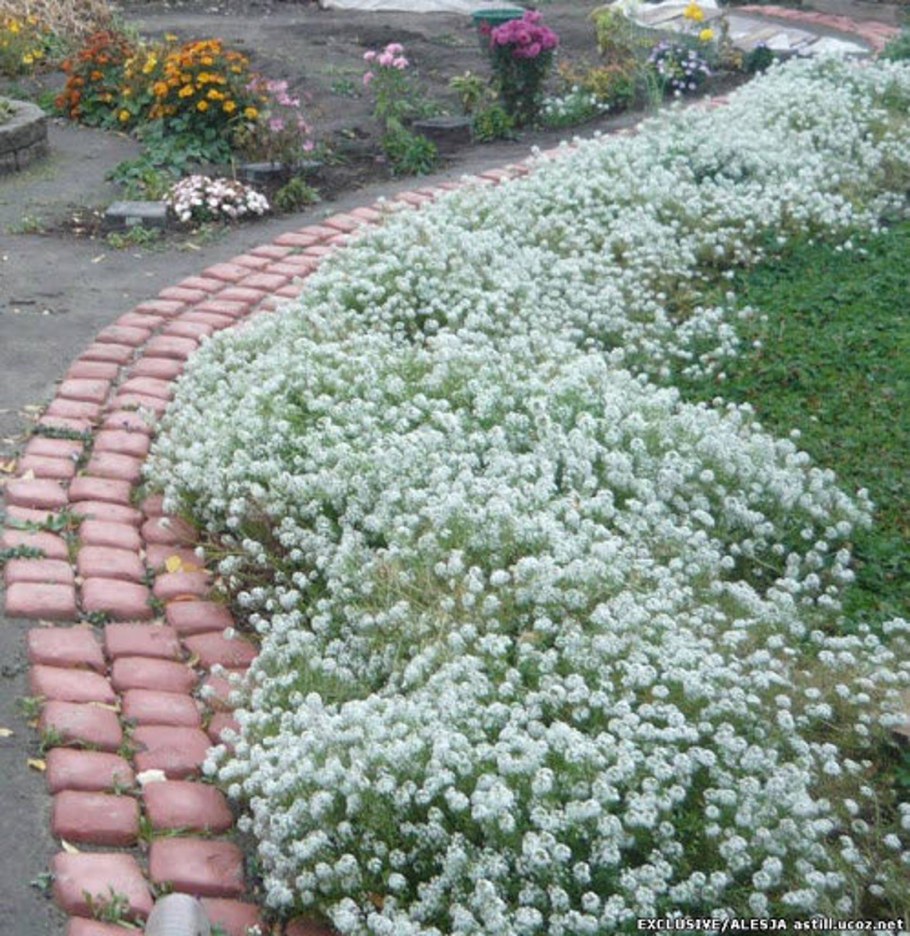 Алиссум почвопокровный многолетник