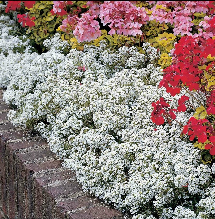 Цветок алиссум многолетний