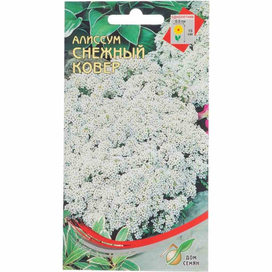 Цветы алиссум снежный семена