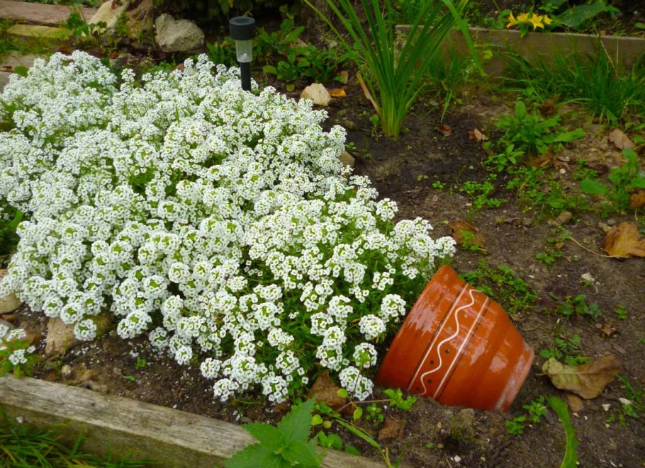 Алиссум цветы