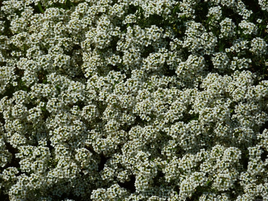 Медовая травка алиссум