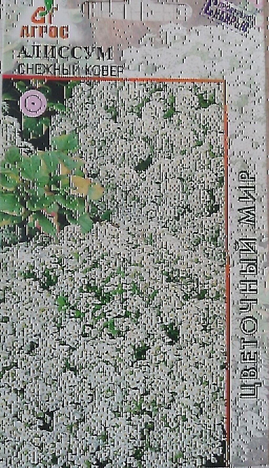 Цветы алиссум снежный ковер