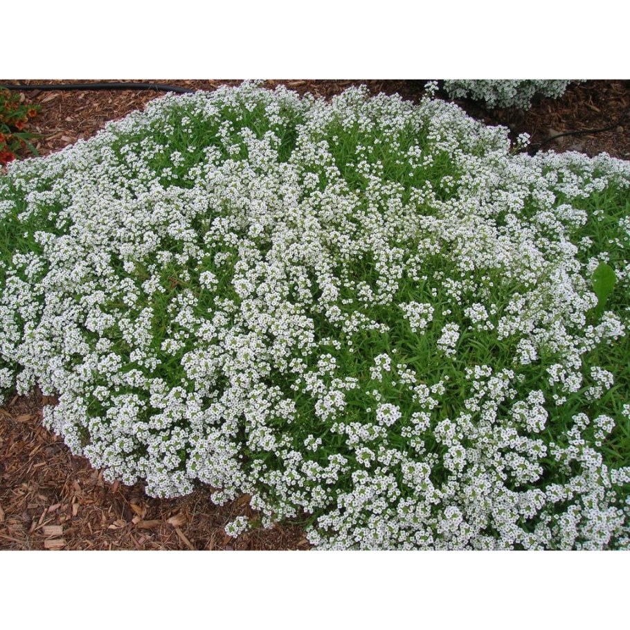 Алиссум снежный