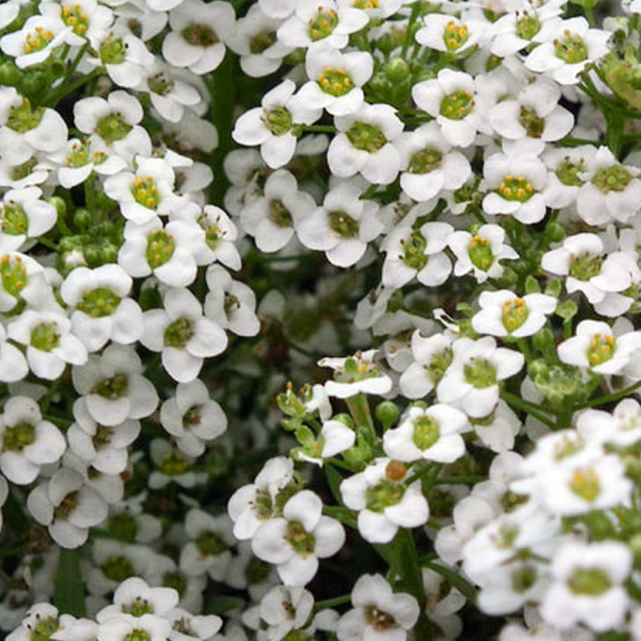 Алиссум oriental Nights