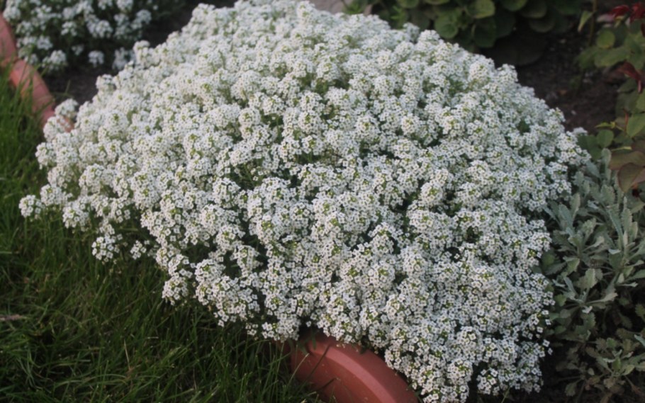 Алиссум белый