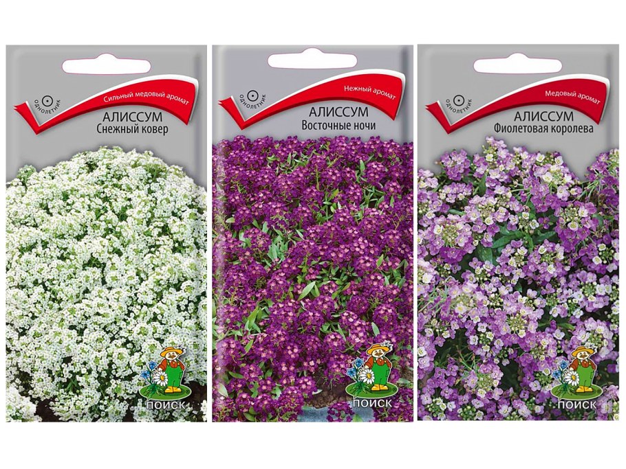Алиссум фиолетовая Королева