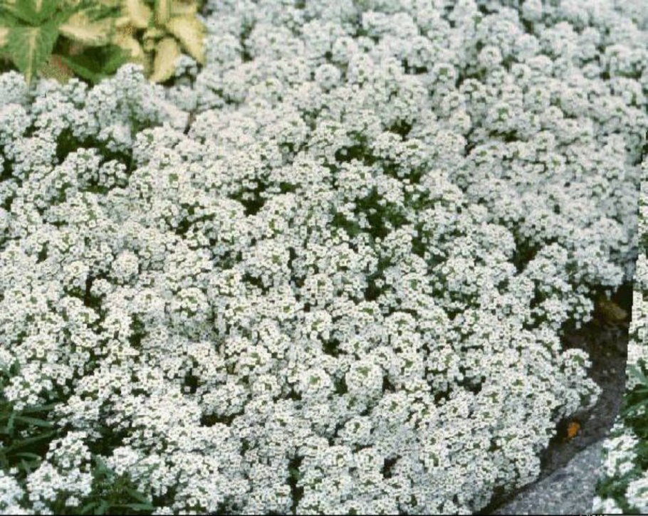 Алиссум морской