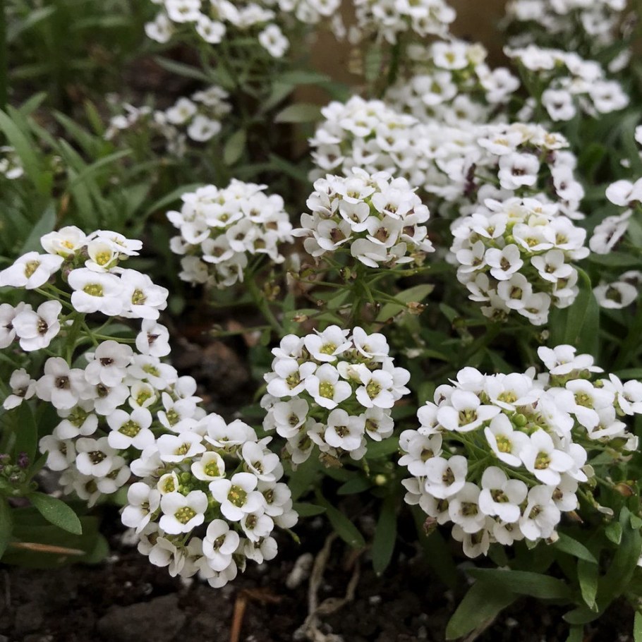 Алиссум белый