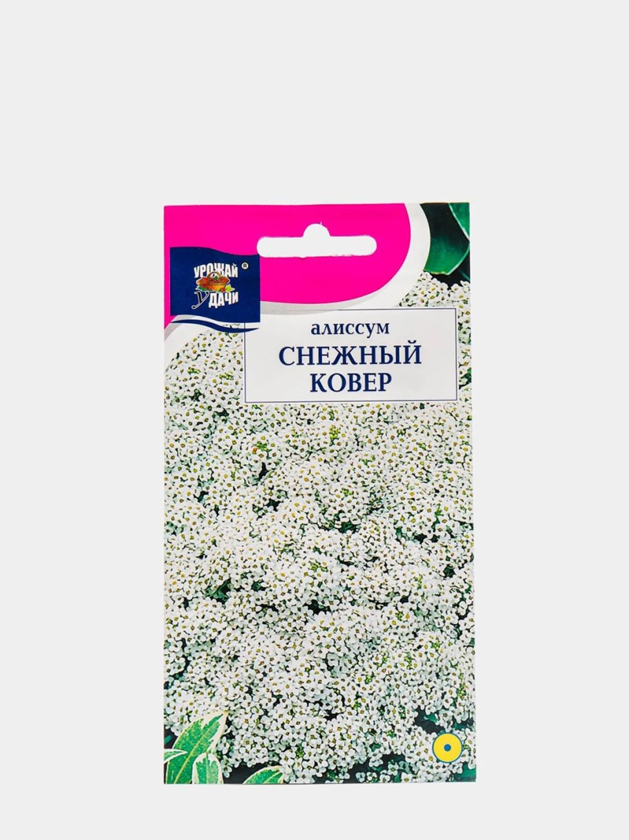 Цветы алиссум снежный ковер