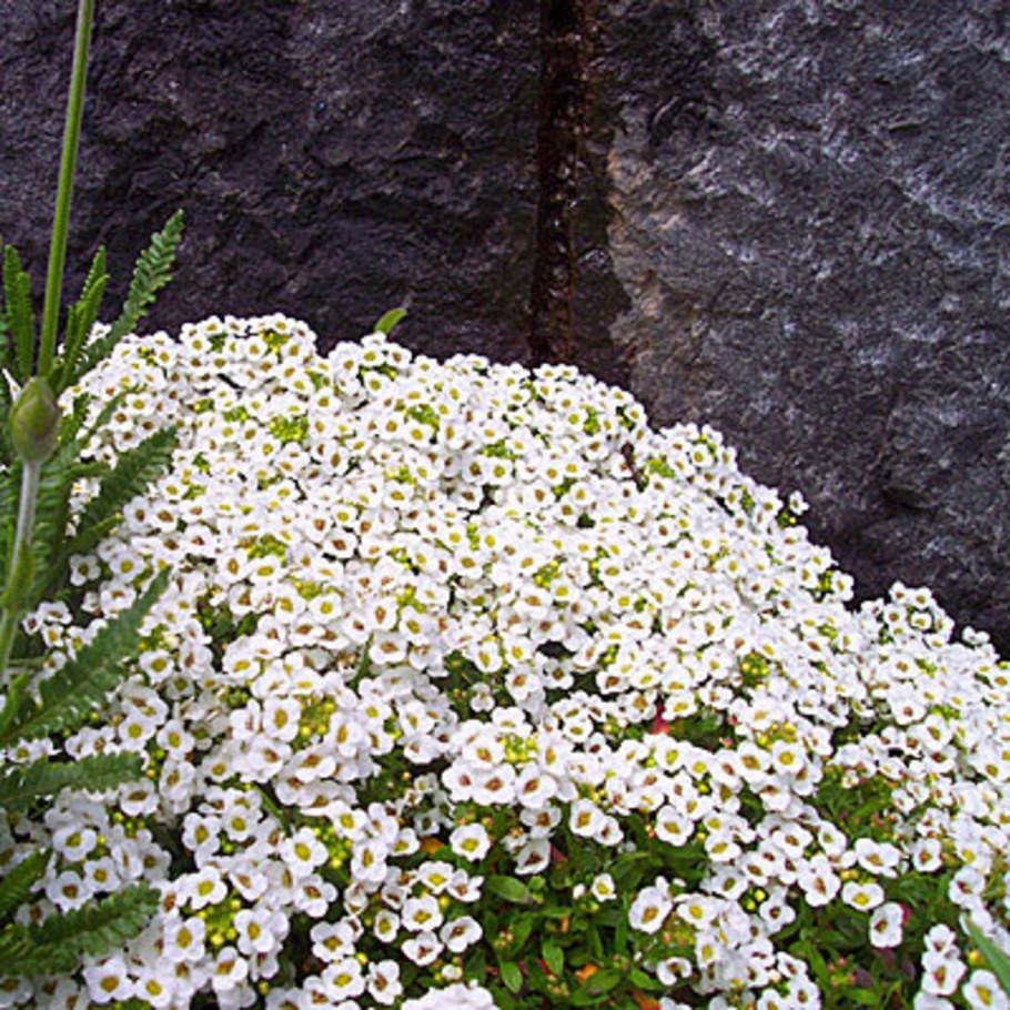 Алиссум снежный ковер