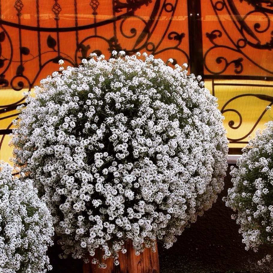 Алиссум лобулярия Каменник