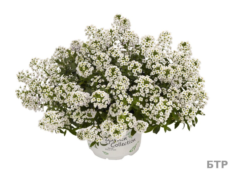 Алиссум Сноу Кристалл