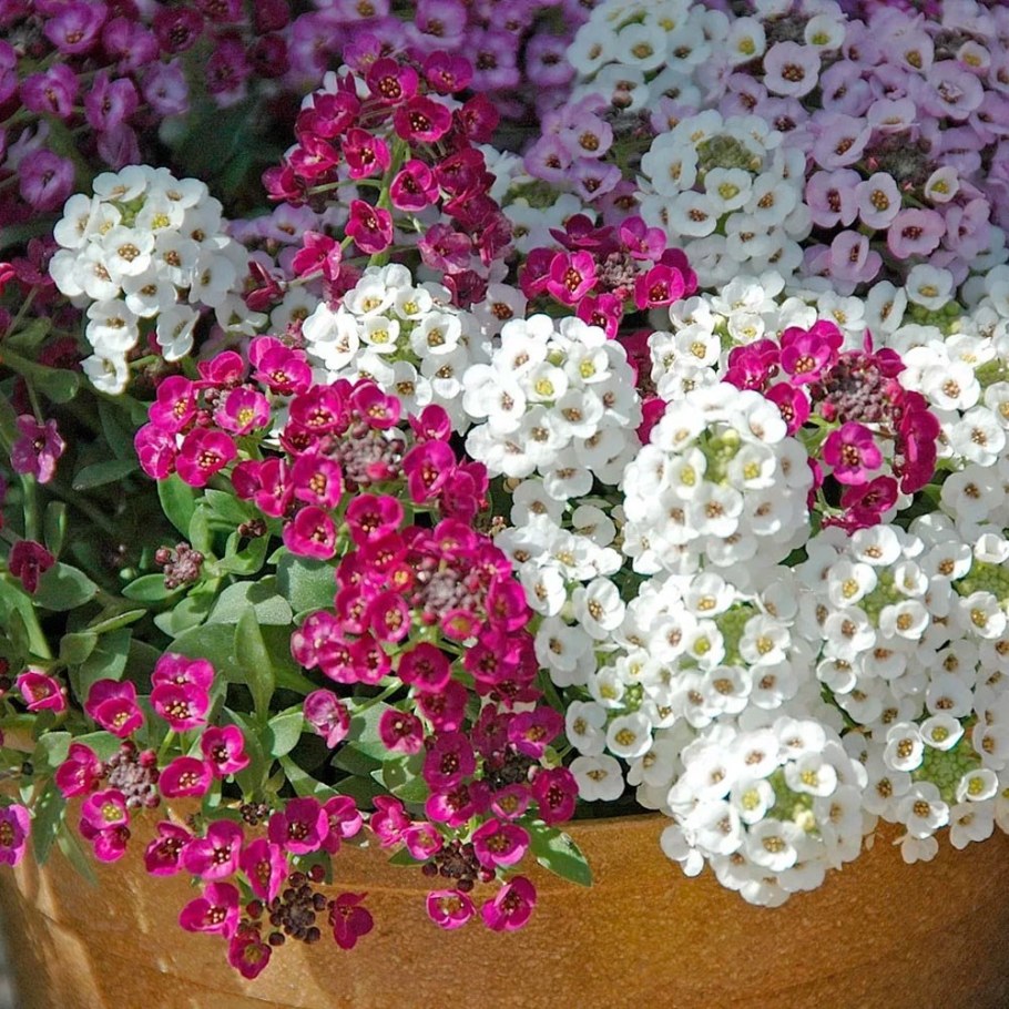 Алиссум лобулярия Каменник