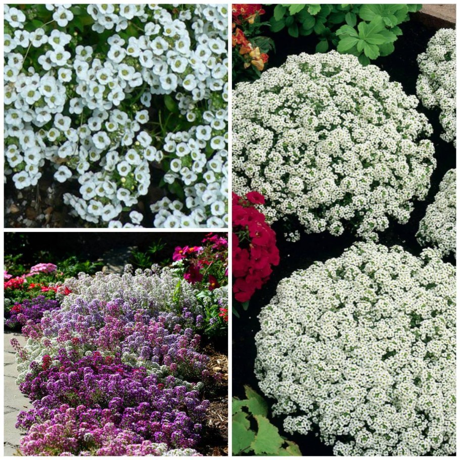 Алиссум горный (Alyssum montanum