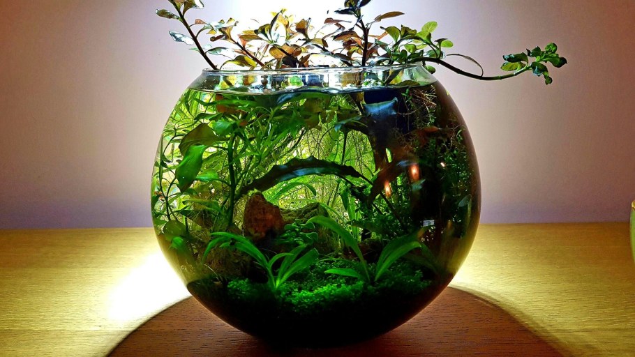 Акваскейп в круглом аквариуме