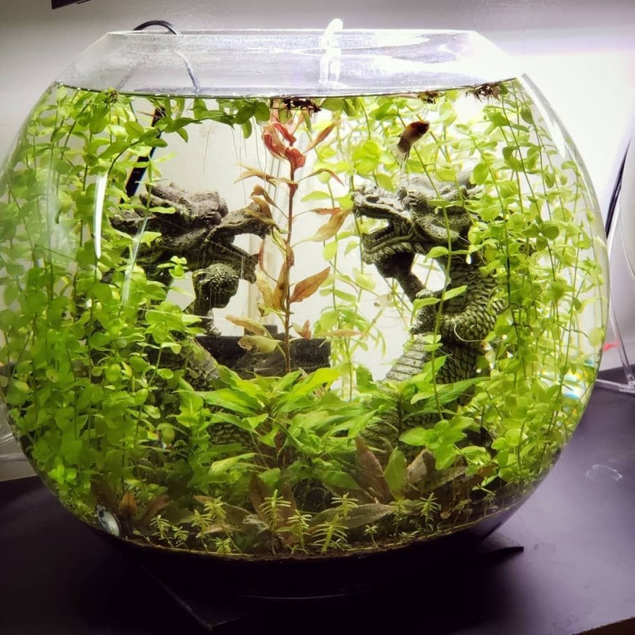 Круглый аквариум с рыбками