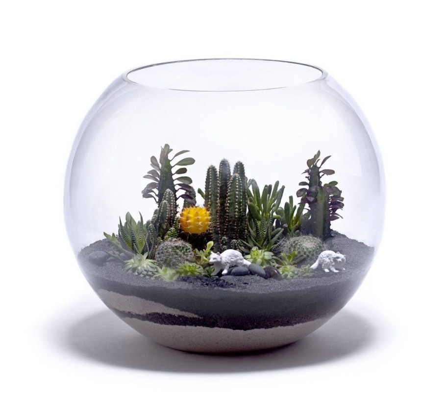 Суккуленты террариум флорариум