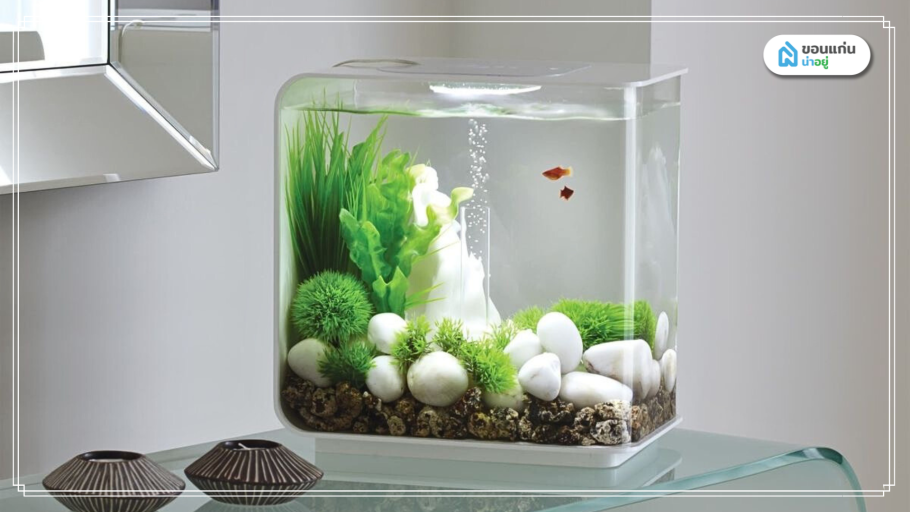Маленький квадратный аквариум