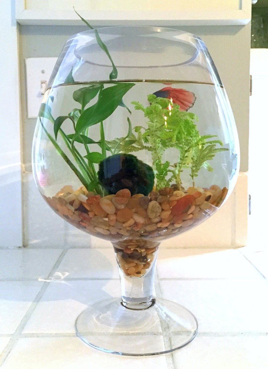 Круглый аквариум