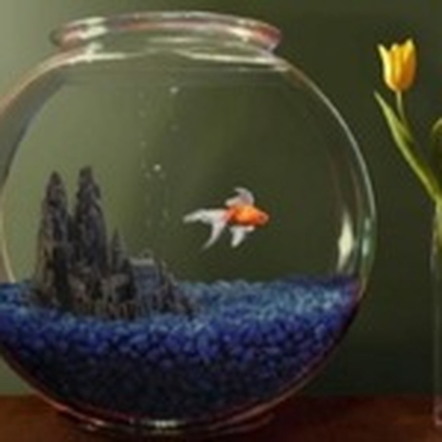 Круглый аквариум с петушком
