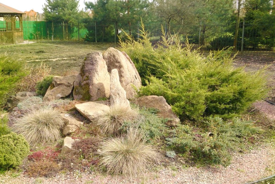 Сосна Горная в рокарии