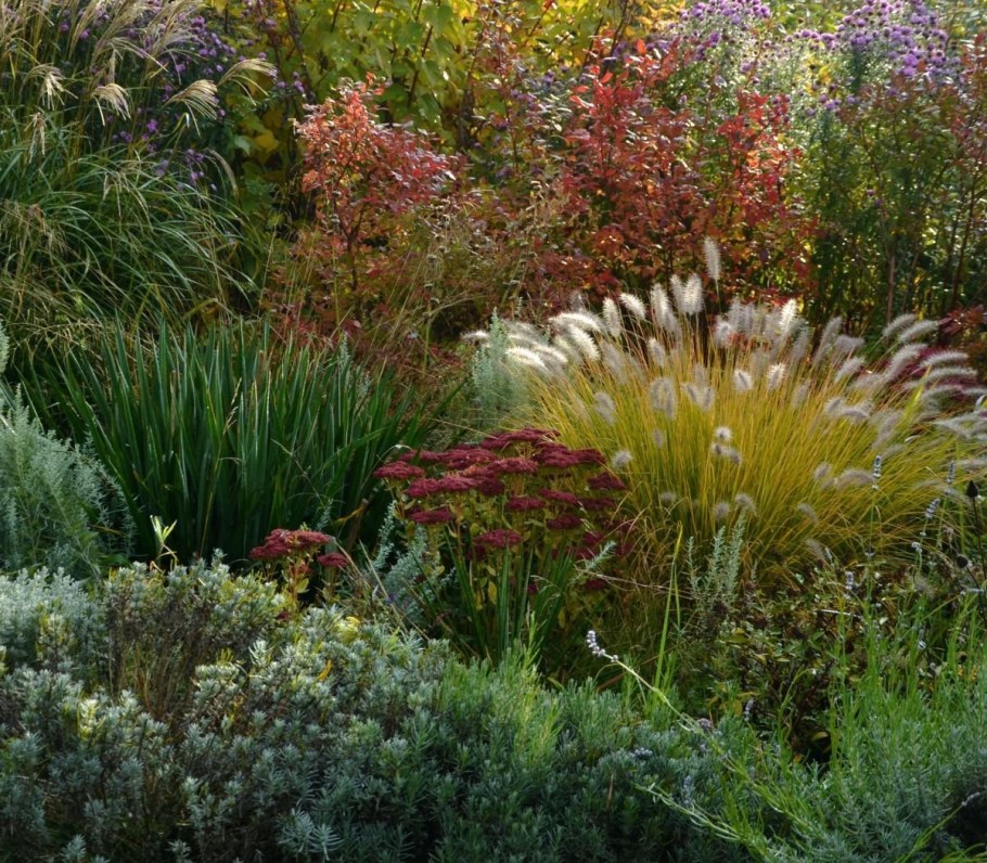 Овсяница сизая в миксбордере