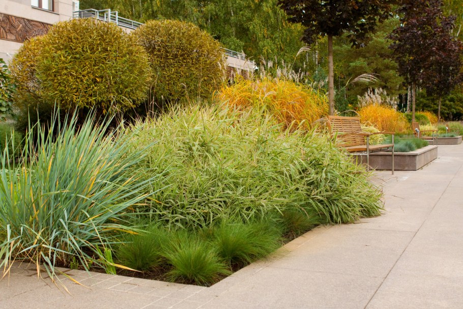 Сеслерия мискантус