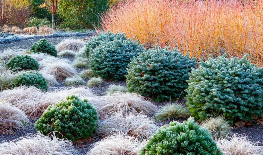 Ель Блю Шег