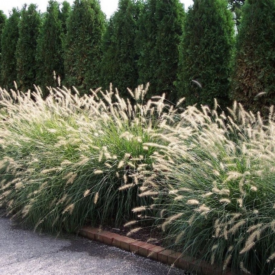 Пеннисетум Алопекуроидес