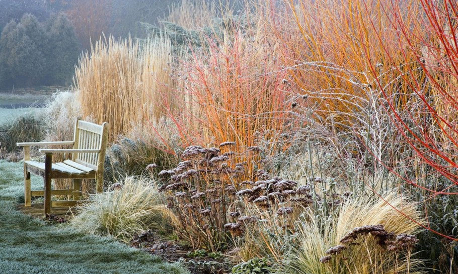 Мискантус пит Удольф