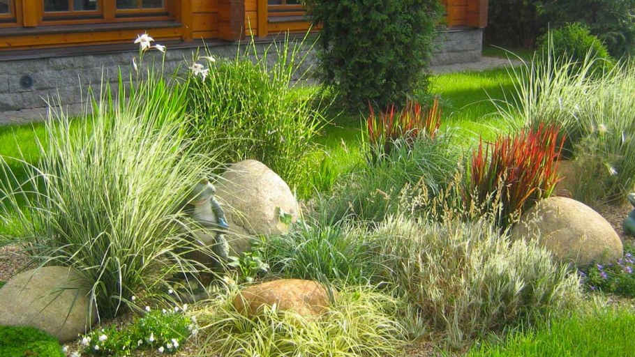 Осока бухарник