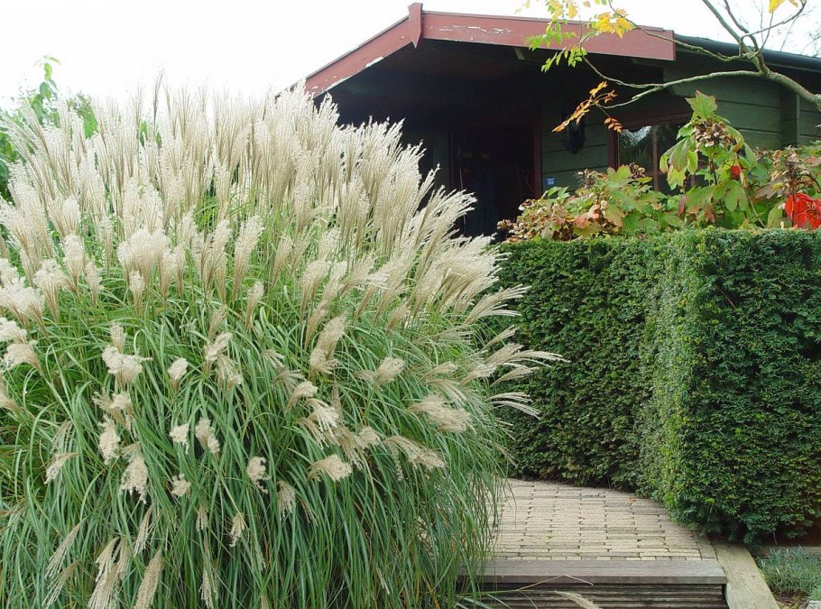 Мискантус китайский Ротер пфейл