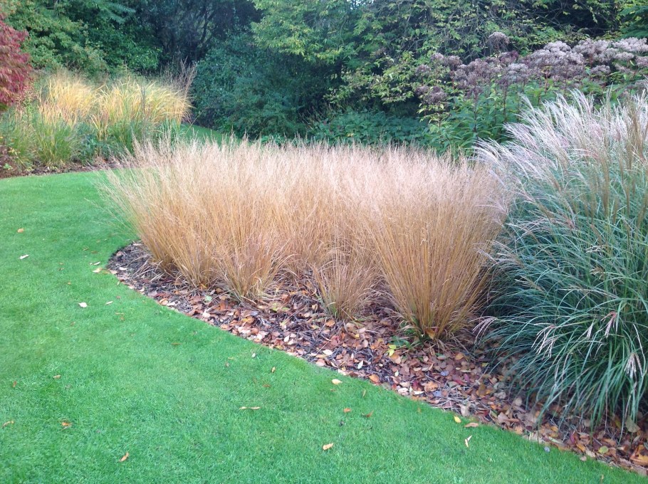 Мискантус китайский Silberfeder