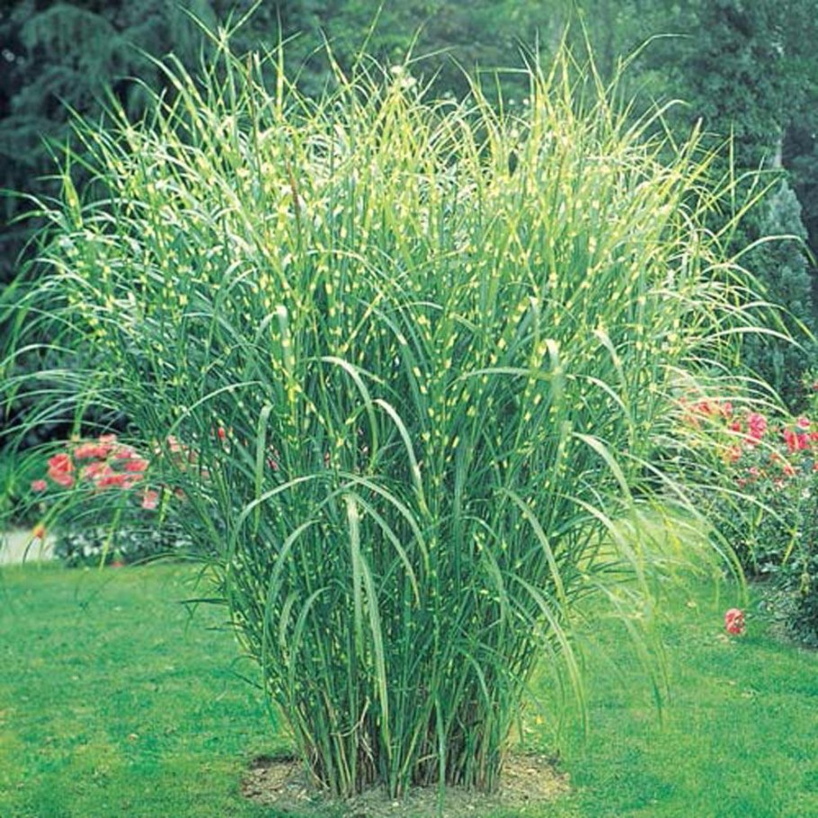 Мискантус китайский Зебринус