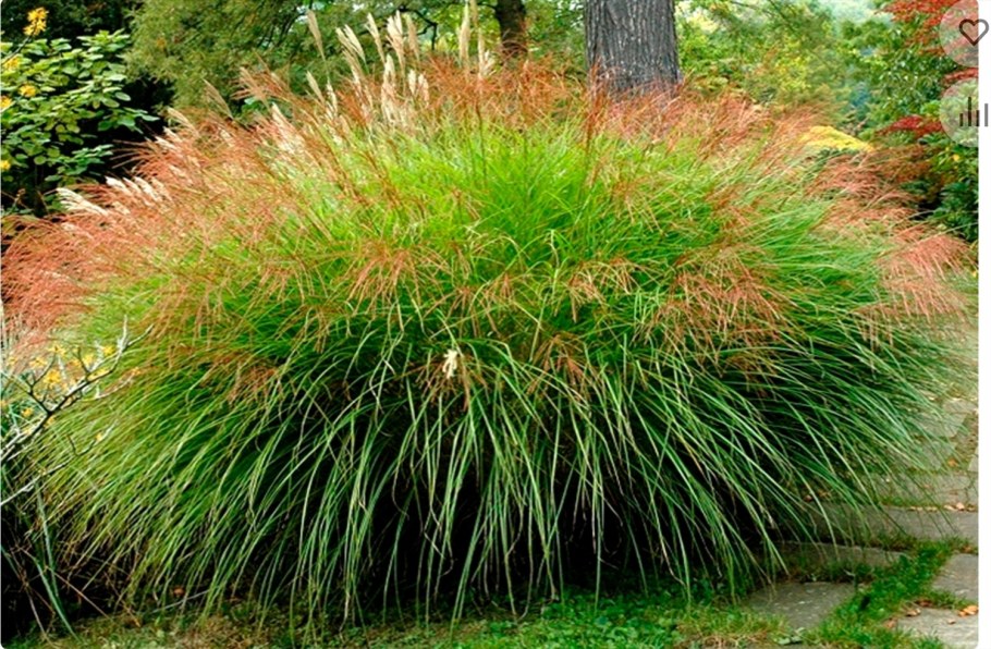 Мискантус китайский Грацилимус