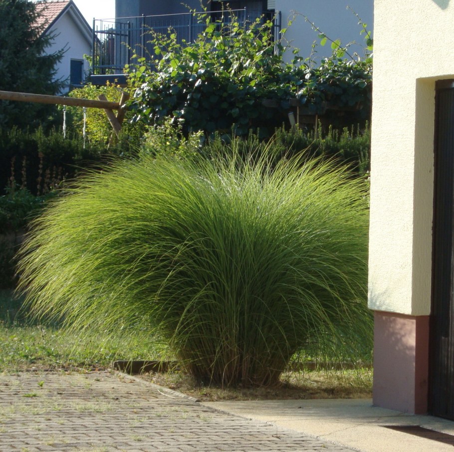 Мискантус зебрина