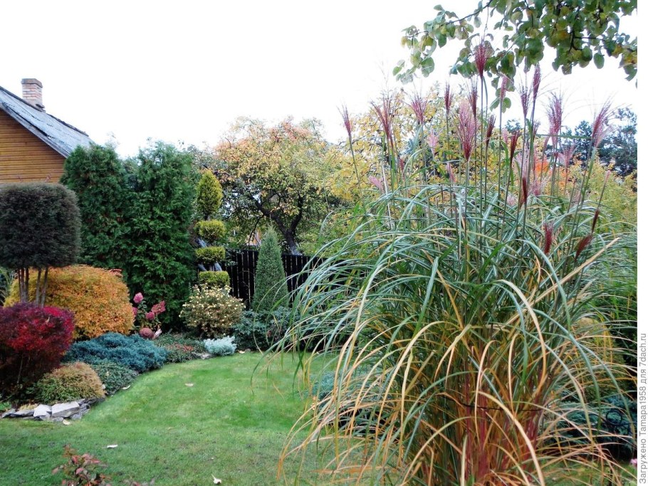 Мискантус Ротфедер китайский мискантус Ротфедер китайский