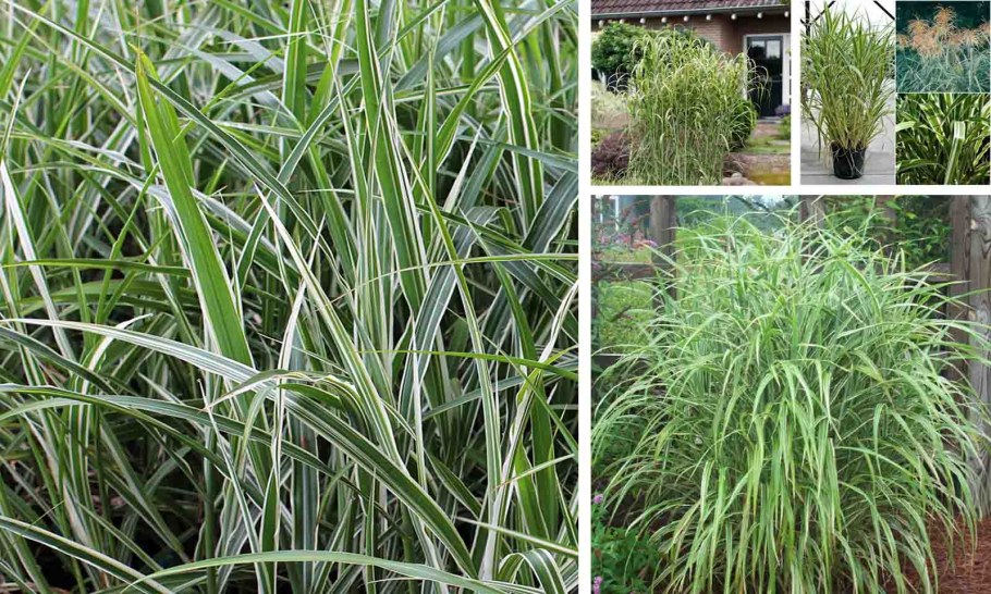 Мискантус полосатый Гном