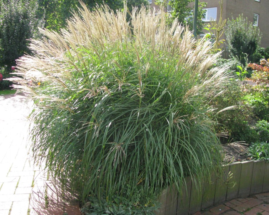 Мискантус Кляйн фонтан