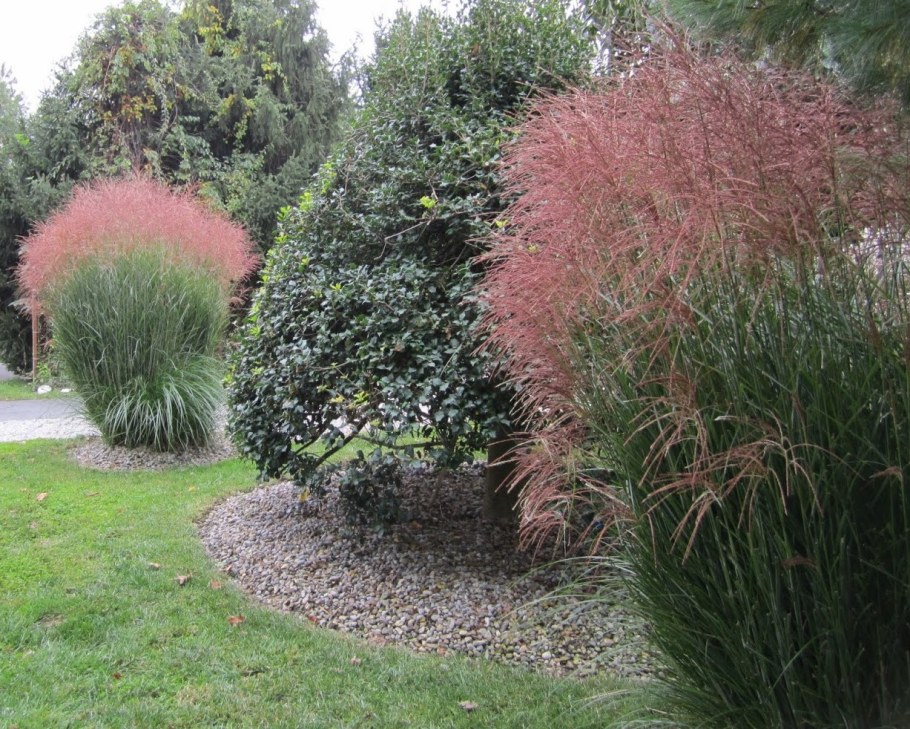 Мискантус китайский Хьюрон Санрайз