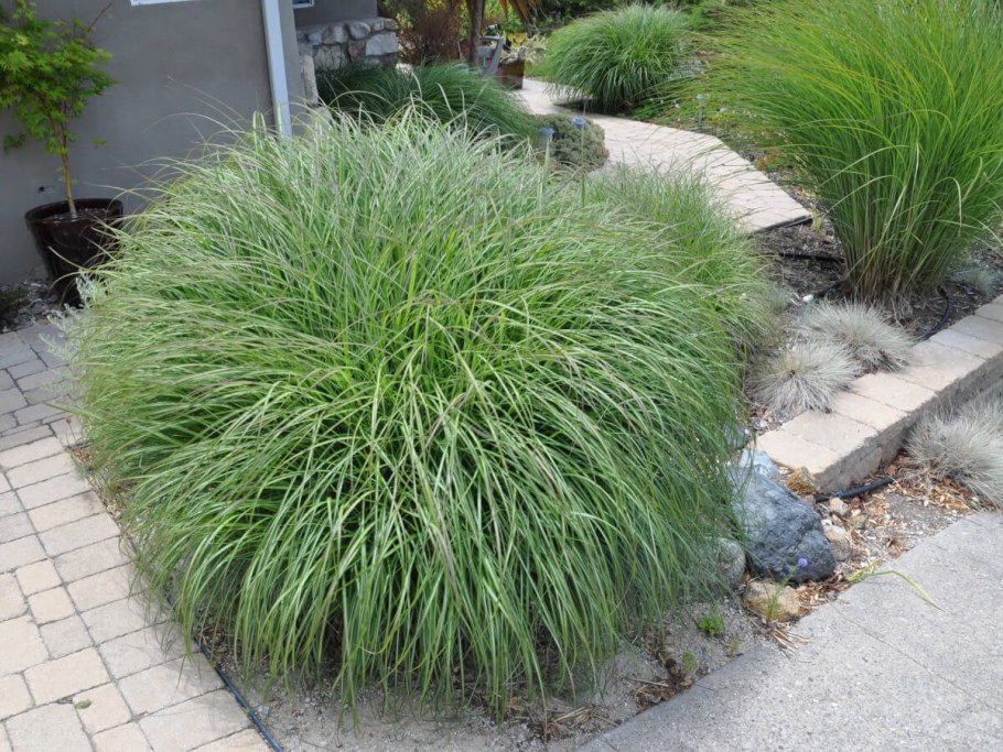 Мискантус Блондо