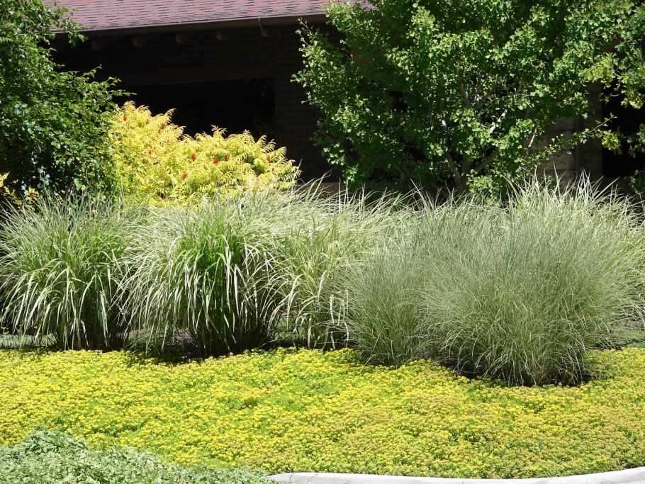 Мискантус Вариегата