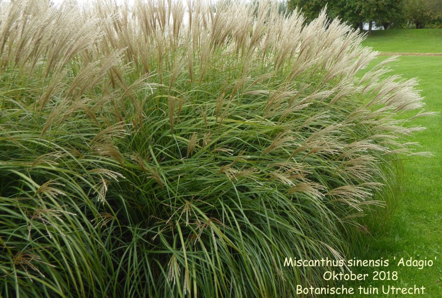 Мискантус Литтл Киттен