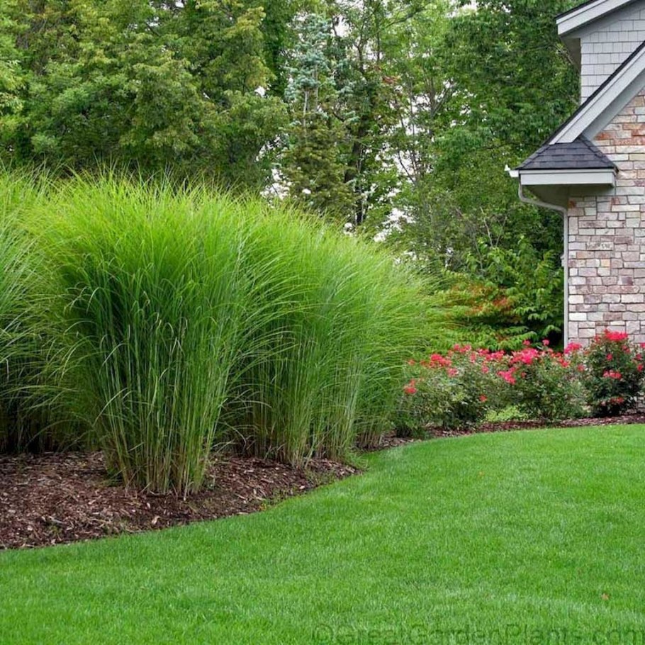 Мискантус китайский Gracillimus